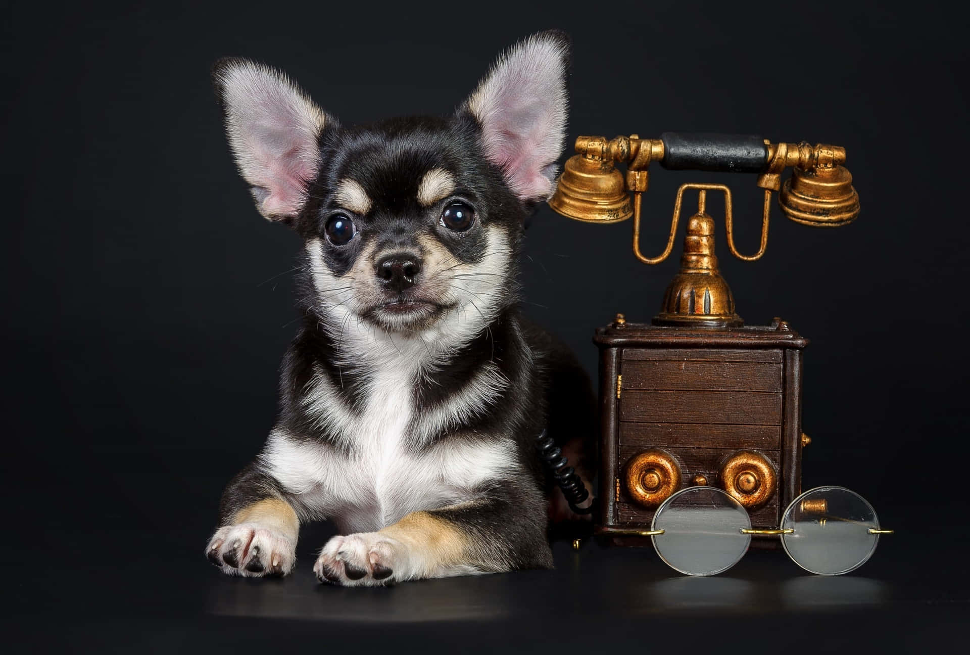 Black Chihuahua Dog Vintage Telephone&Sunglasses Wallpaper
