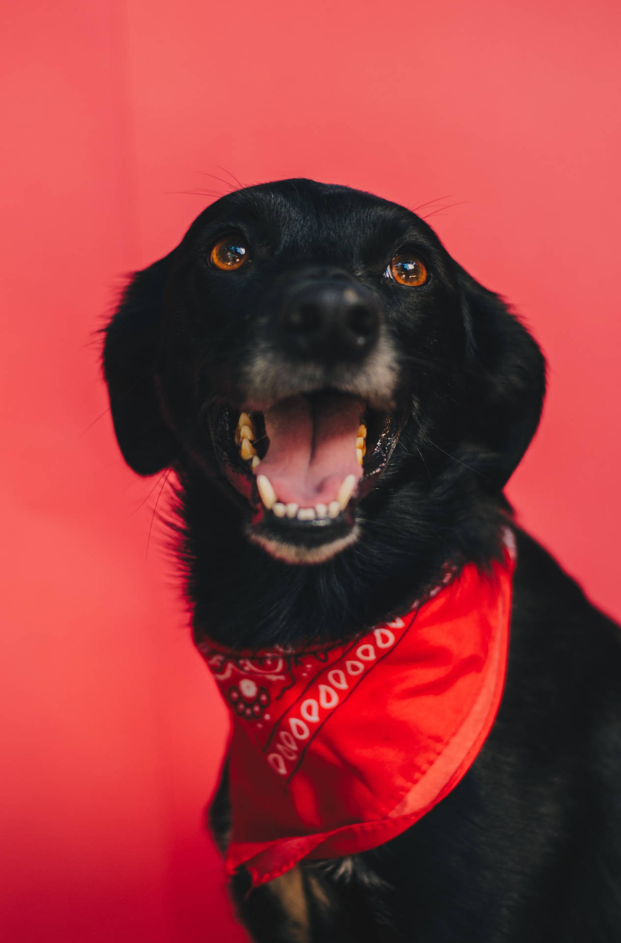 Black Chilean Dog In A Red Bandana Profile Wallpaper