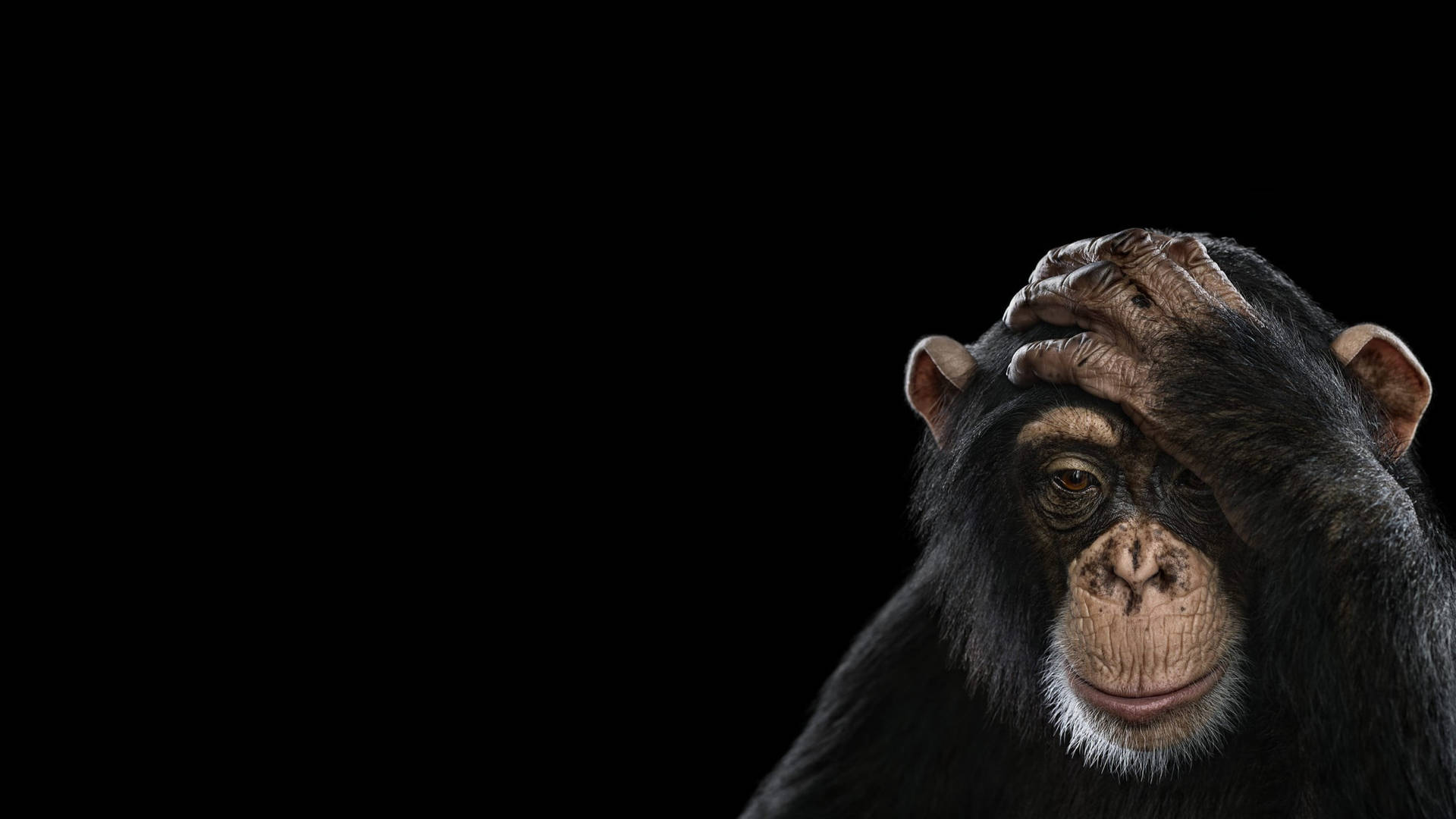 Black Chimpanzee Photography Wallpaper