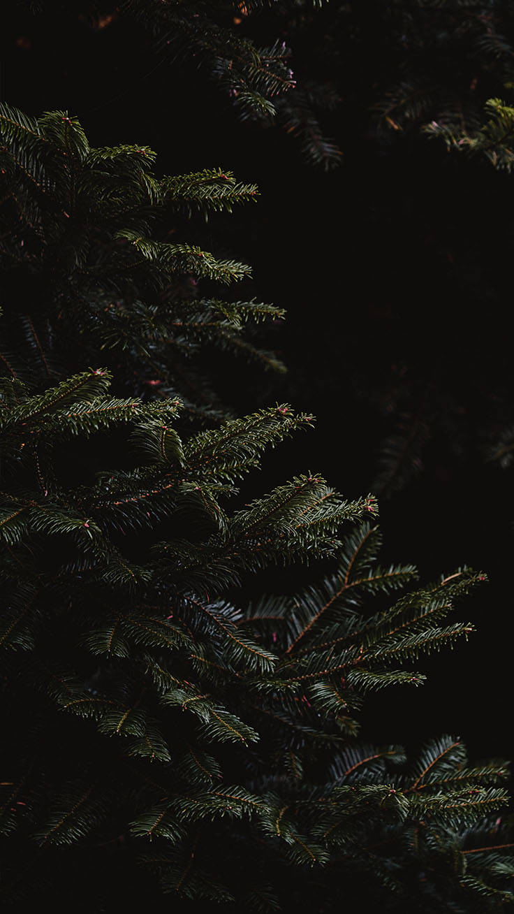A mysterious and spooky Black Christmas night Wallpaper