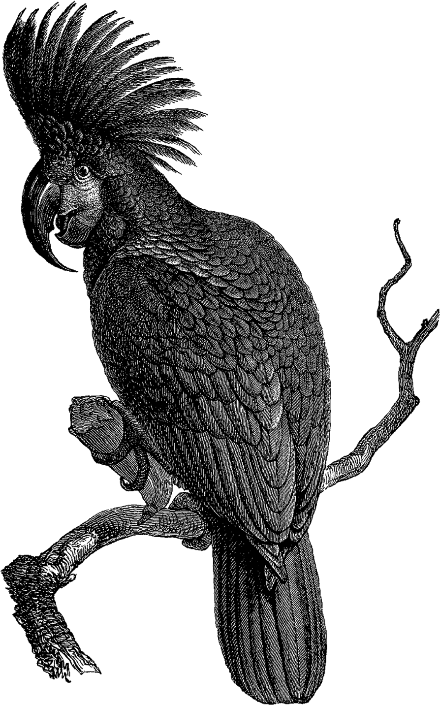 Black Cockatoo Illustration PNG