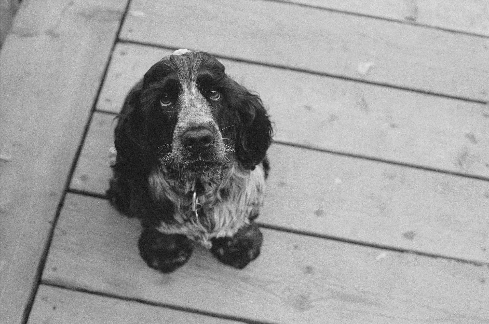 Adult Cocker Spaniel staring with puppy eyes wallpaper