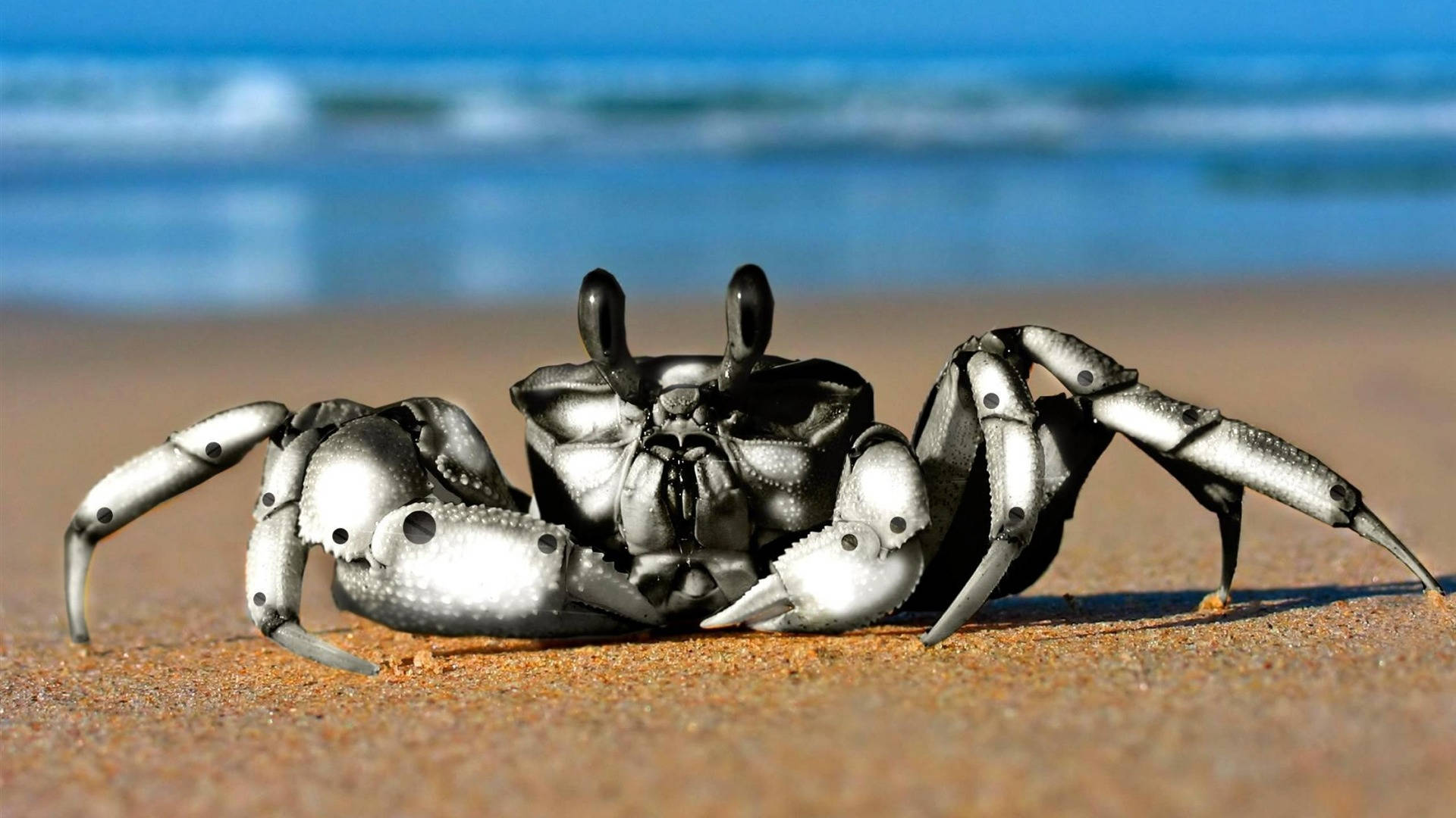 Sort Krabbe på Stranden Sand. Wallpaper