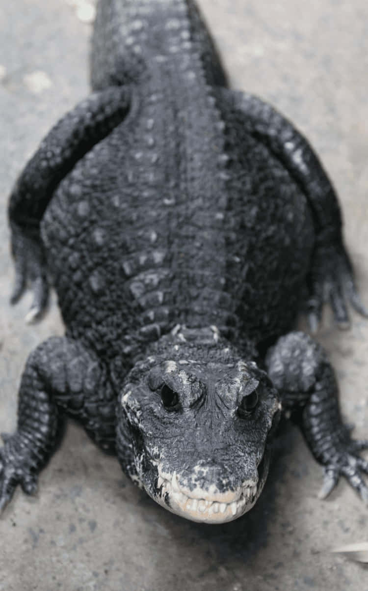 Black Crocodile Approaching Wallpaper