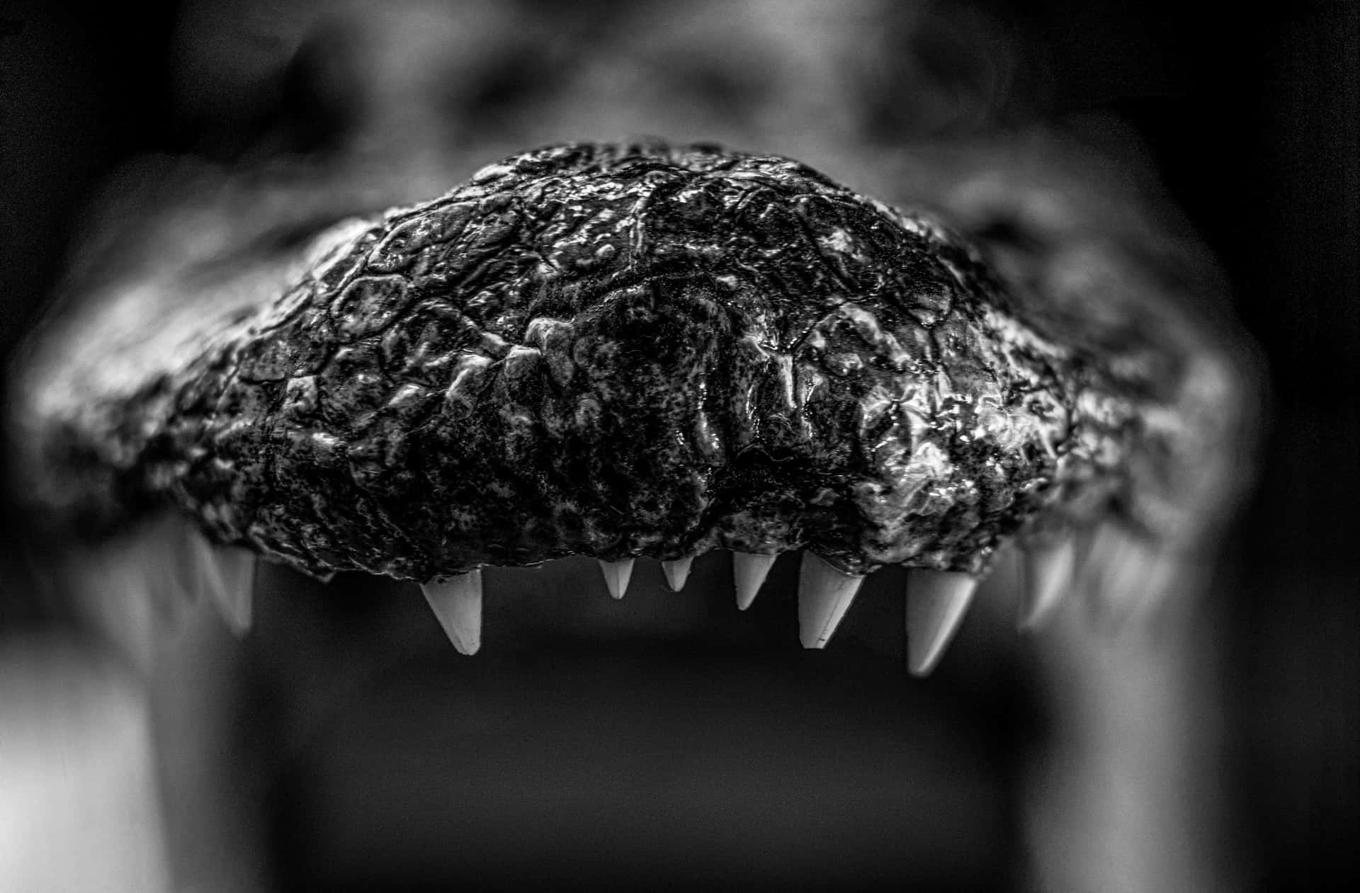 Black Crocodile Close Up Wallpaper