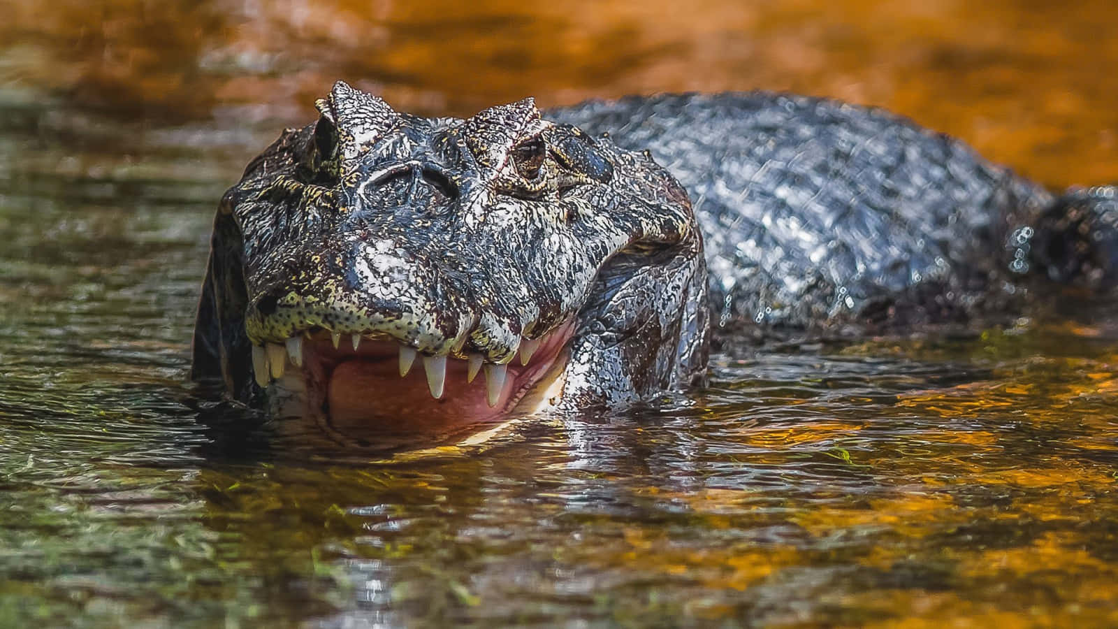 Black Crocodile Closeup Water Wallpaper