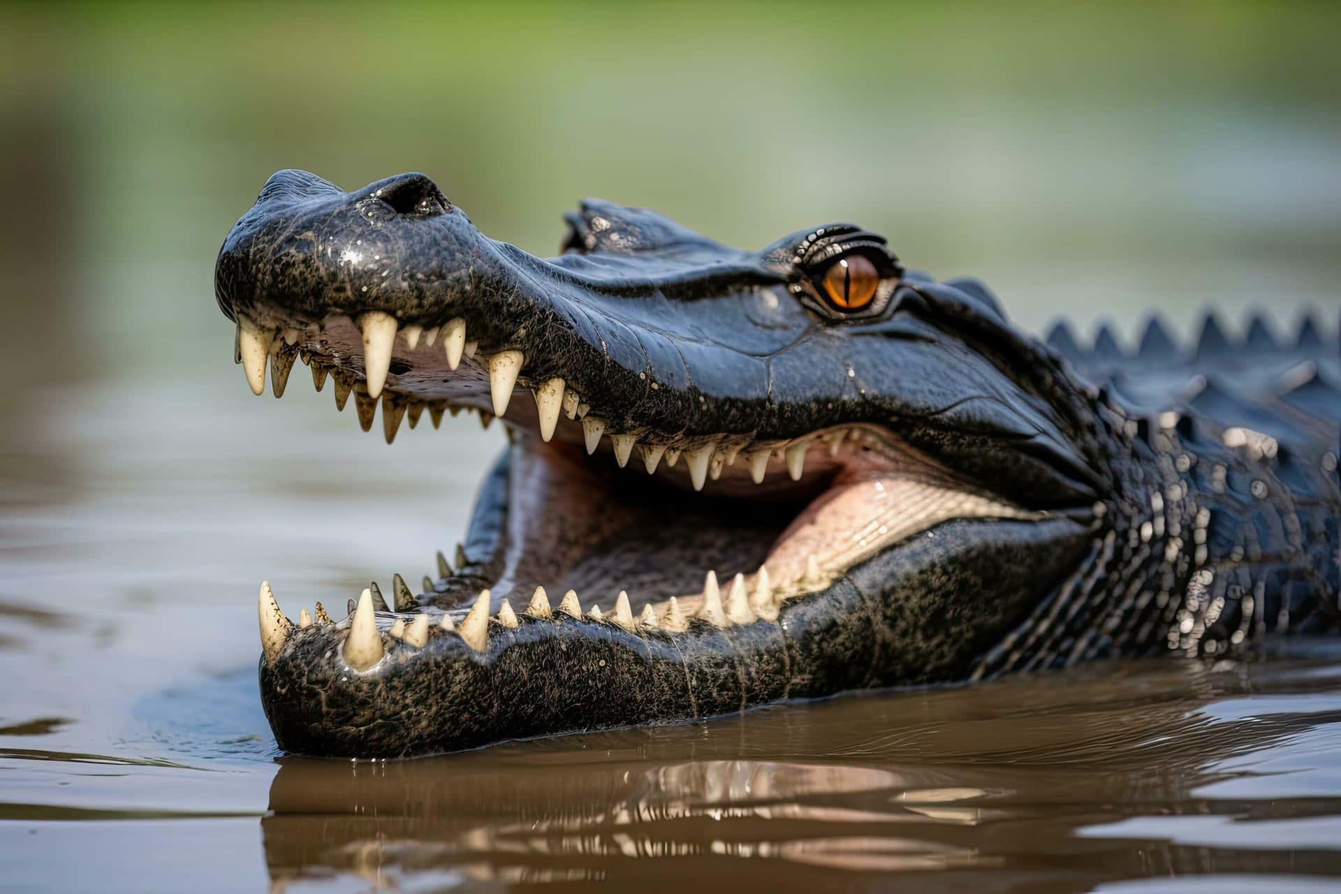 Black Crocodile Closeup Water Wallpaper