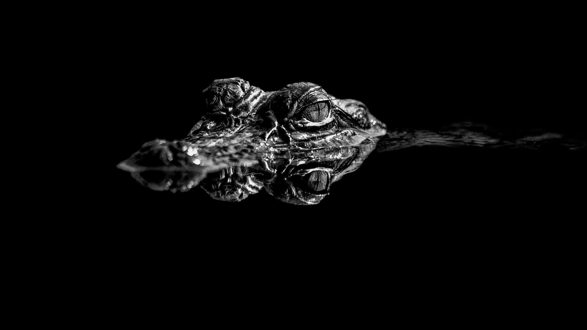 Black Crocodile Emerging From Water.jpg Wallpaper