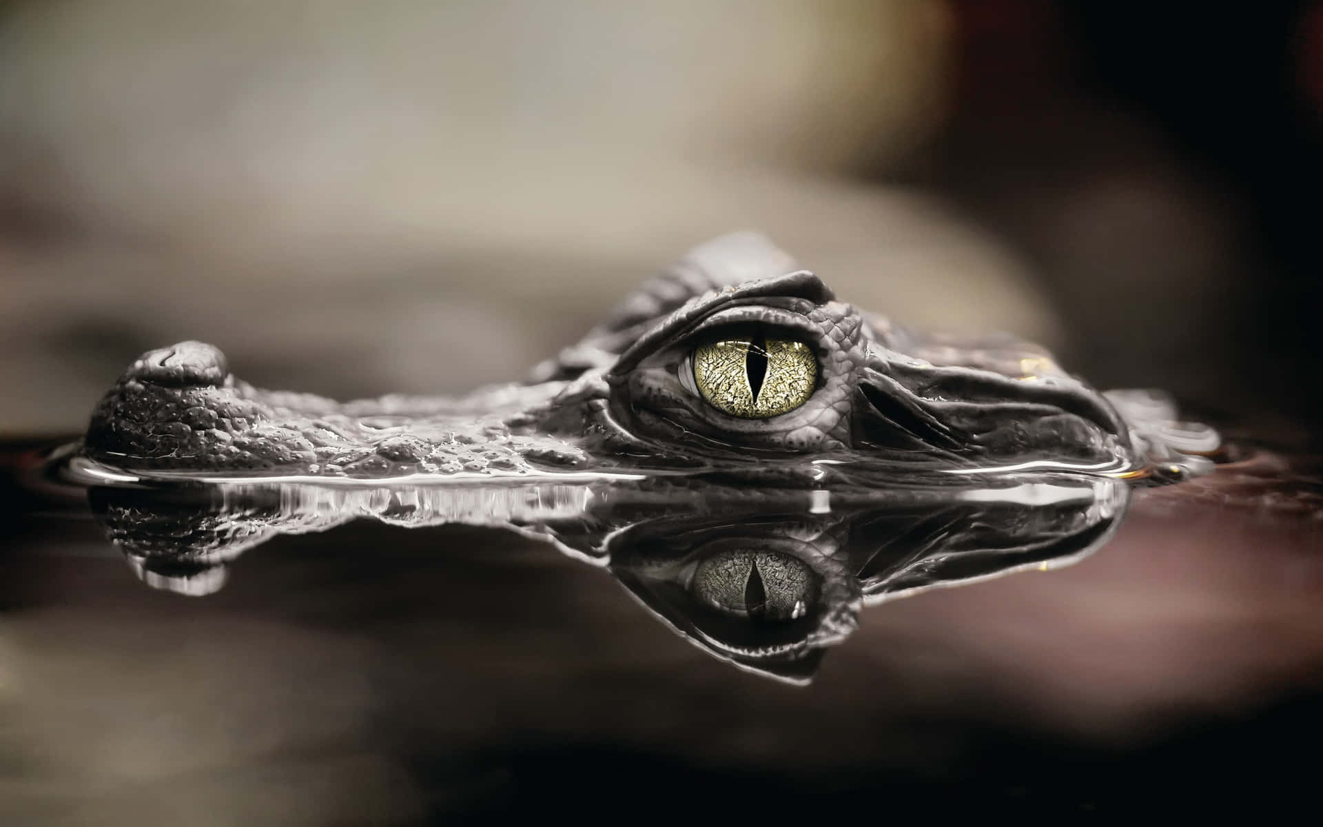 Black Crocodile Emerging From Water.jpg Wallpaper