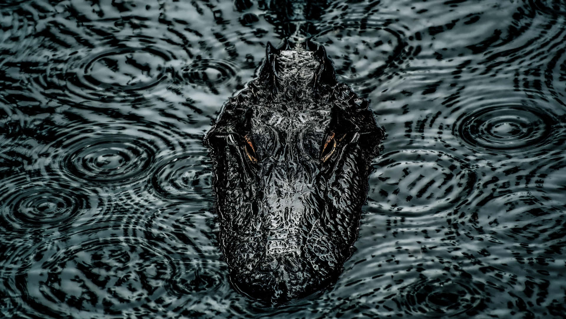 Black Crocodile Emerging Water Wallpaper