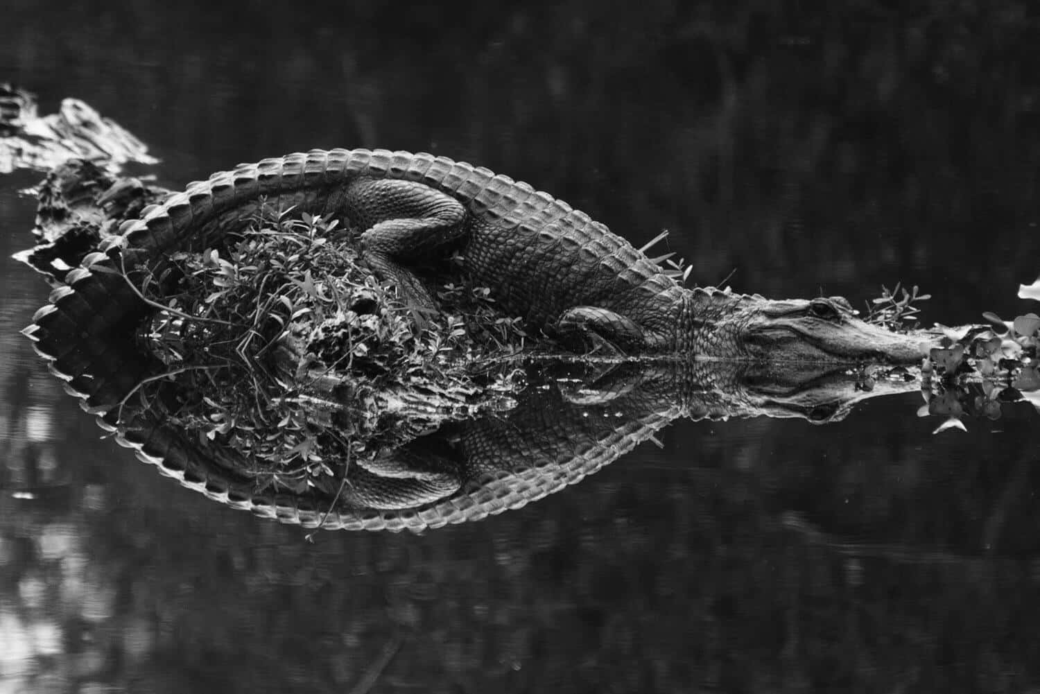 Black Crocodile Reflectionin Water Wallpaper