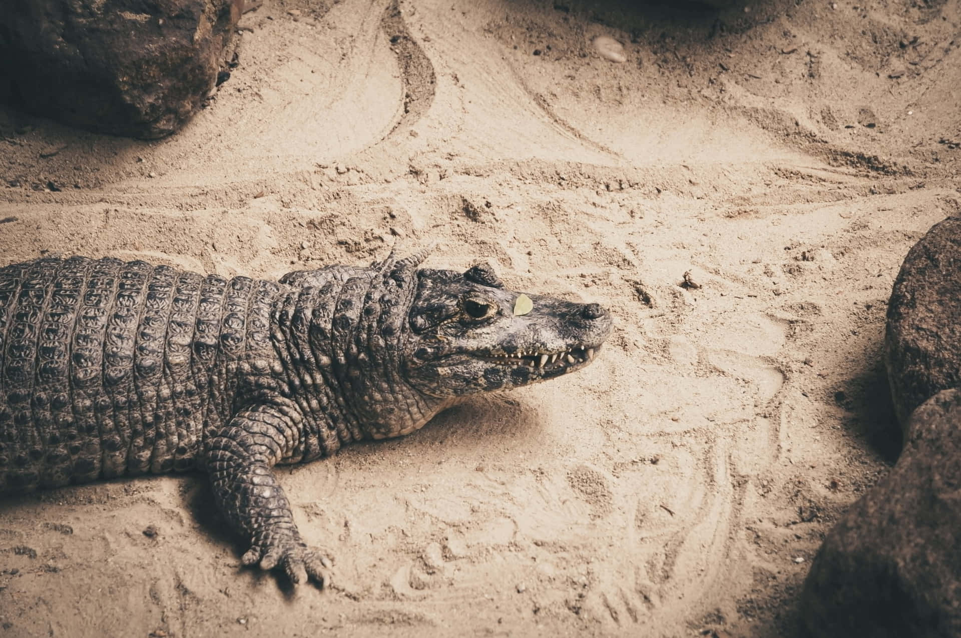 Black Crocodile Restingon Sand Wallpaper