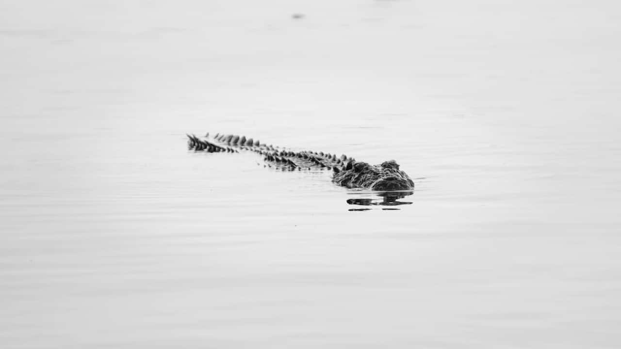 Black Crocodile Swimming Water Wallpaper