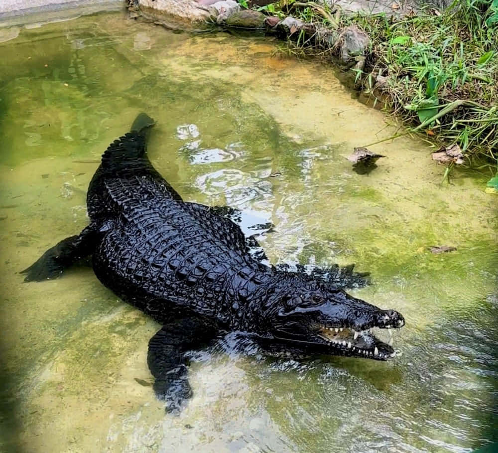 Black Crocodilein Water Wallpaper