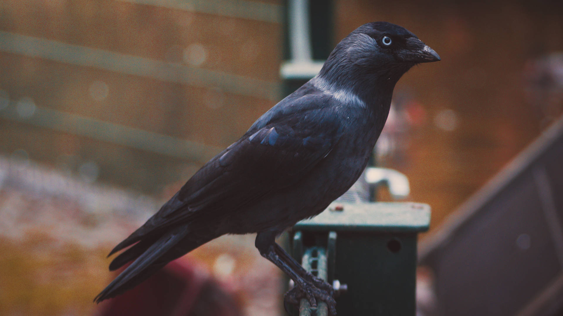 Black Crow Beautiful Birds