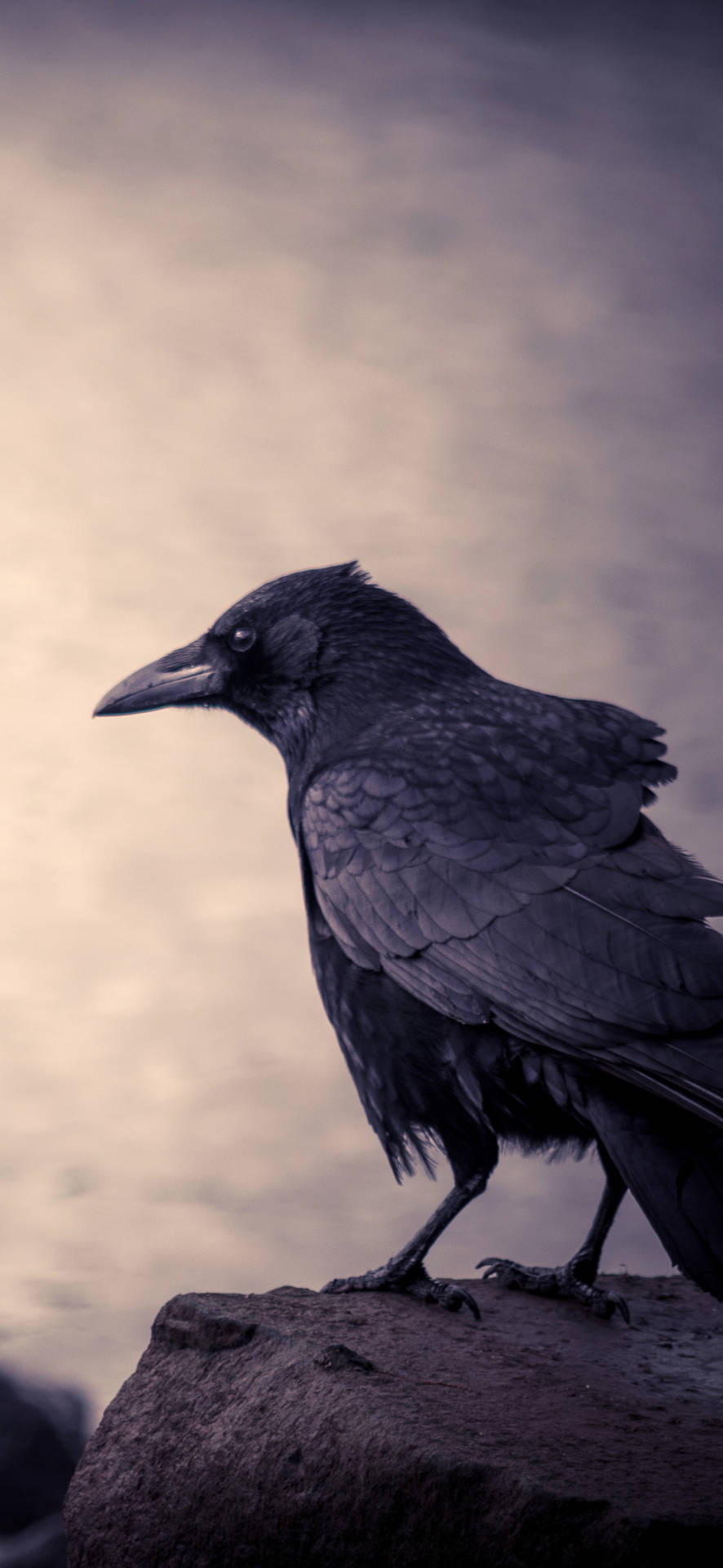 Black Crow Bird Iphone 13 Pro Background