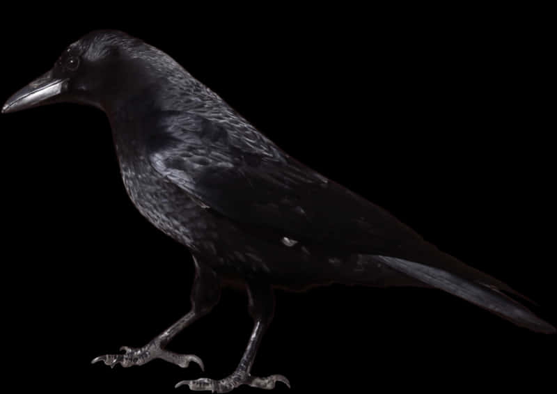 Black Crow Dark Background PNG