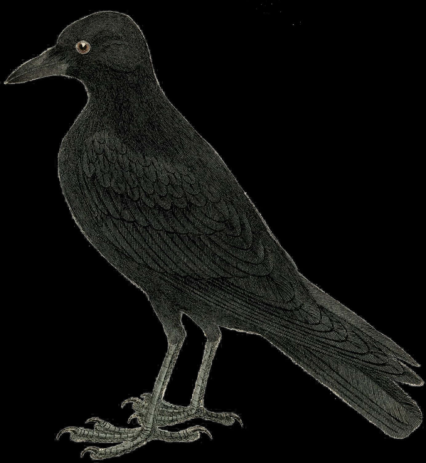 Black Crow Illustration PNG