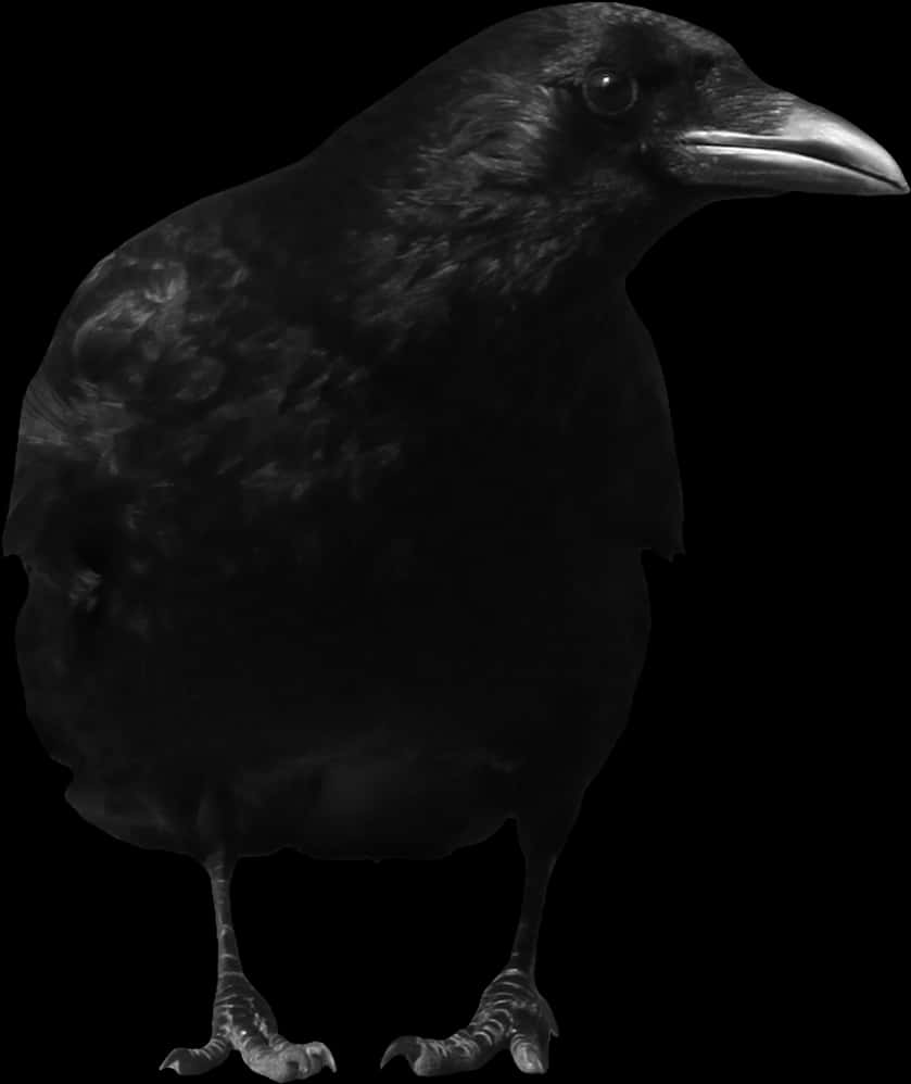 Black Crow Portraiton Dark Background PNG