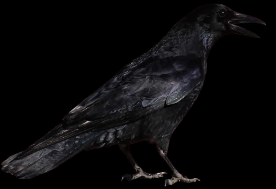 Black Crow Profile PNG