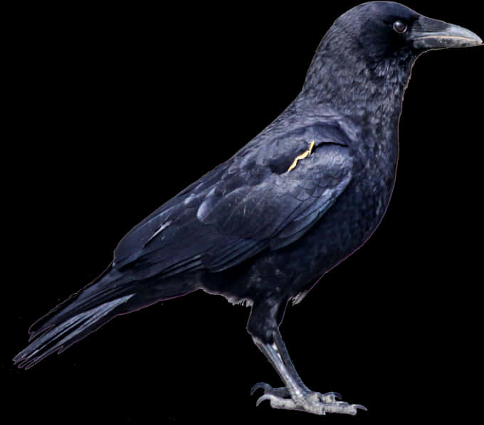 Black Crow Profile PNG