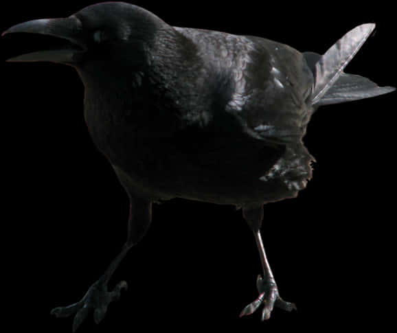 Black Crow Profile View PNG
