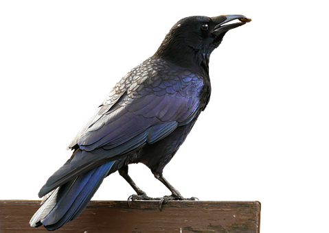 Black Crowned Raven Perched PNG