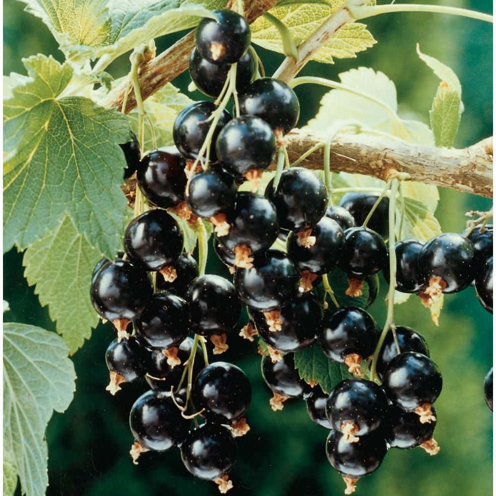 A bowl of freshly-picked black currants. Wallpaper