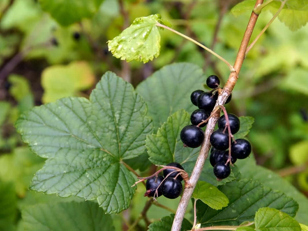 “A Bouquet of Bright and Flavorful Black Currants” Wallpaper