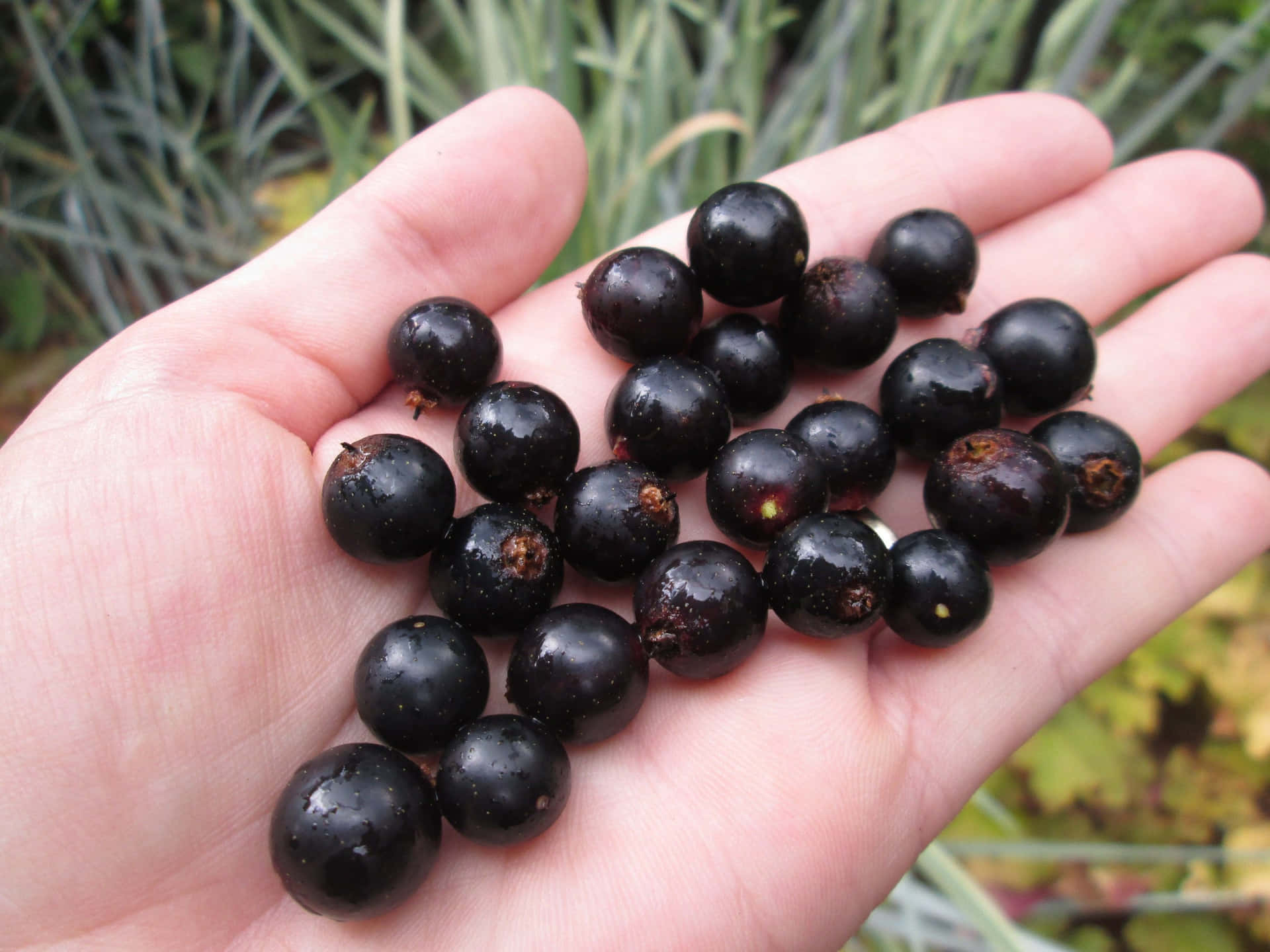 Ripe black currants growing on a bush. Wallpaper