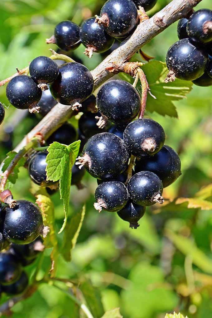 A close-up of ripe black currants. Wallpaper