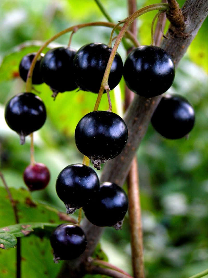 Brightly Colored Black Currant Berries Wallpaper