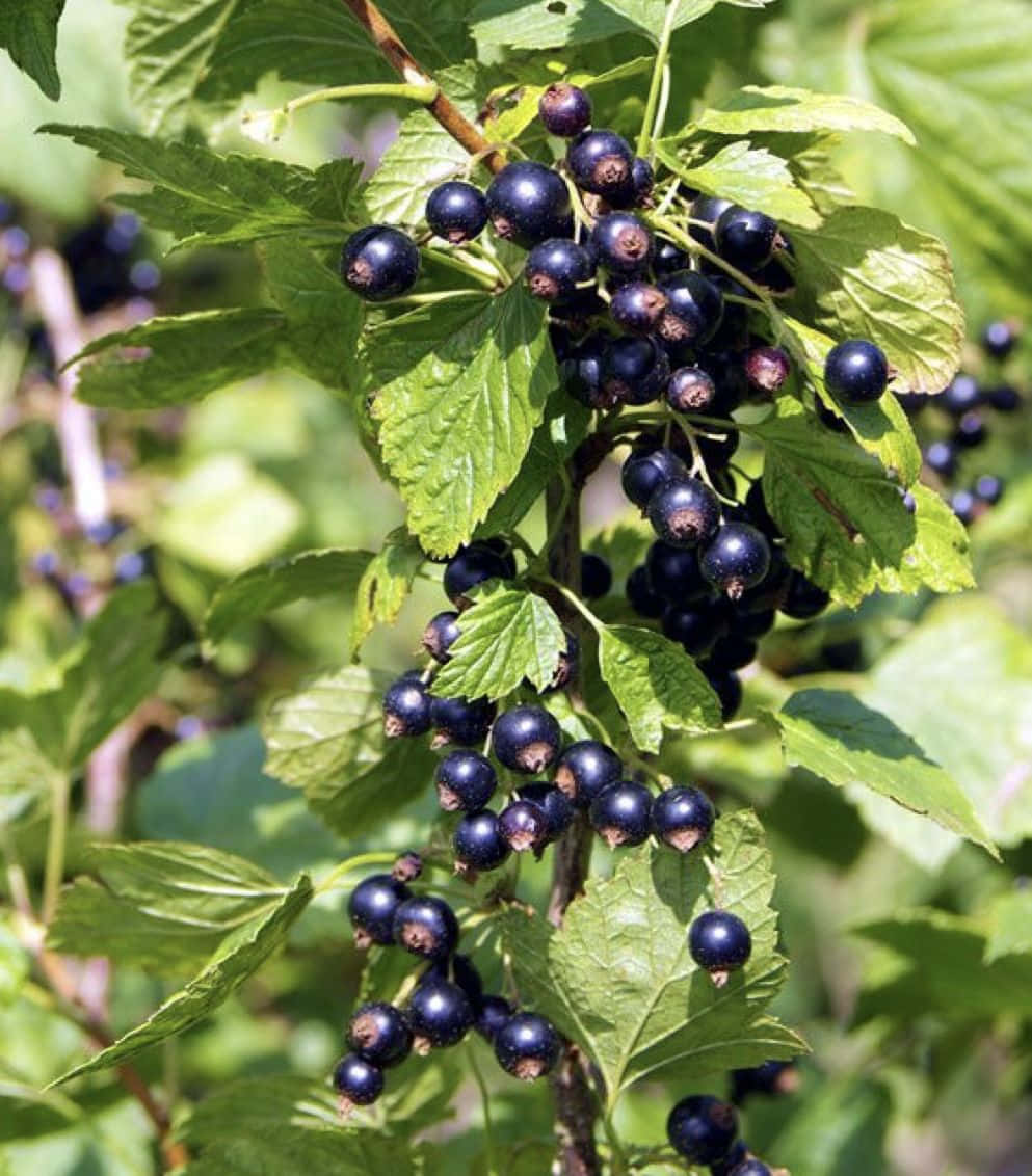 Black Currant Berries: The Superfood Wallpaper