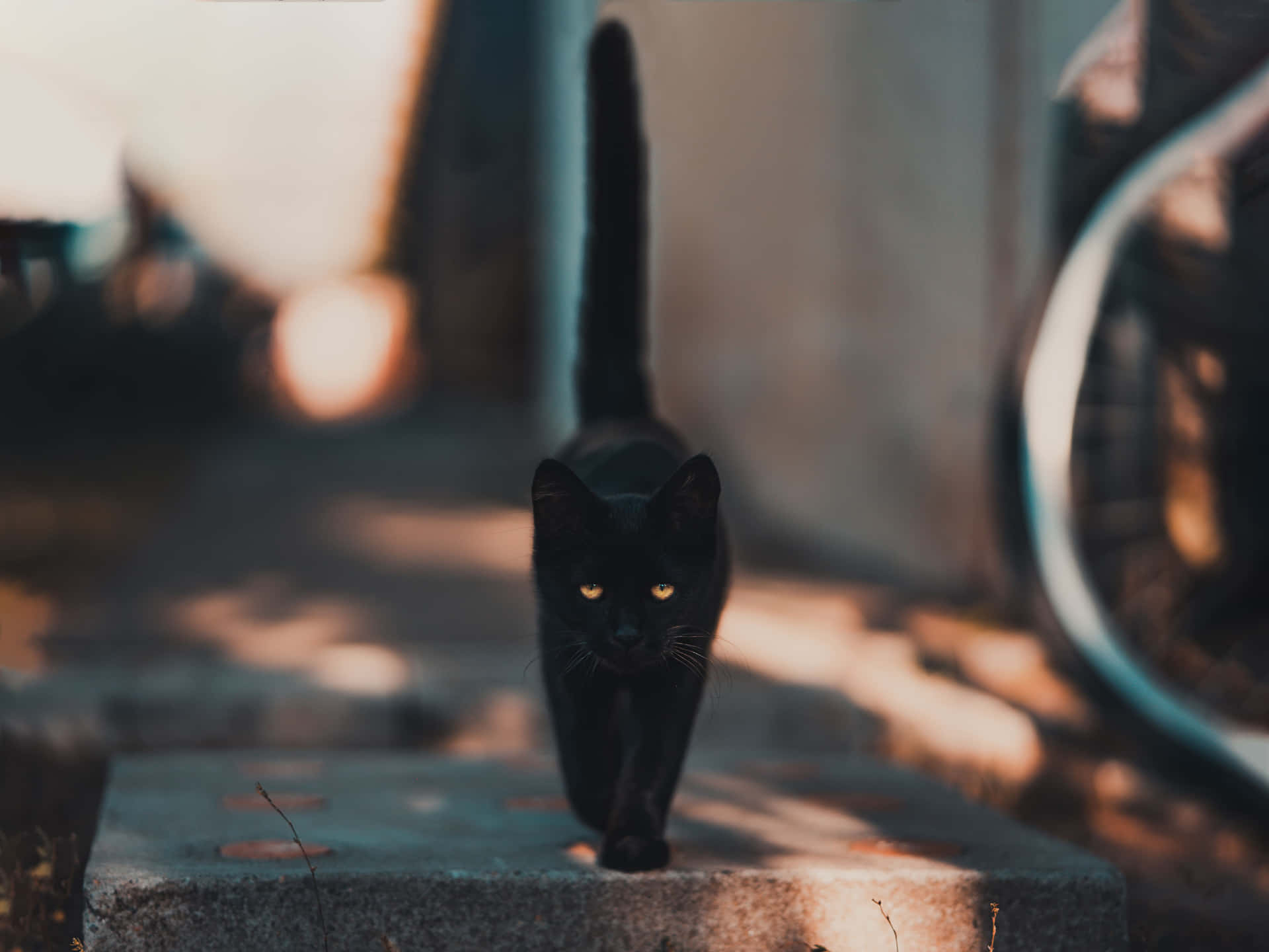 Schwarzesüße Katze Als Profilbild. Wallpaper