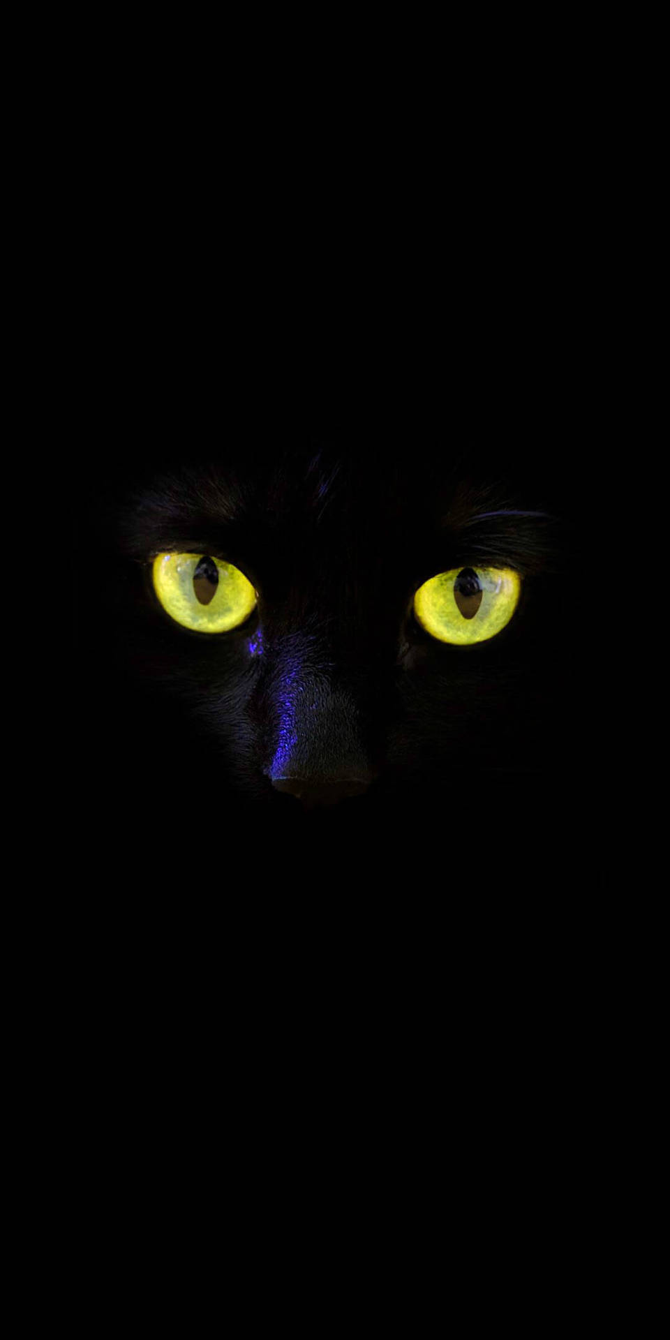 Black Cute Girly Cat Art Picture