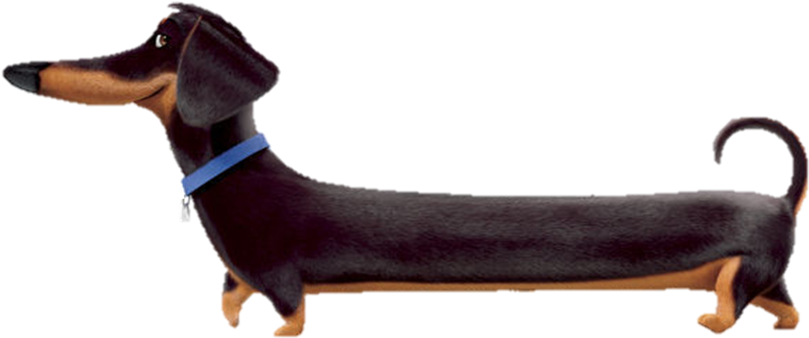 Black Dachshund Blue Collar PNG