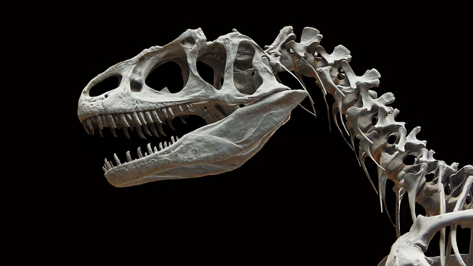 Esqueletode Allosaurus Negro De Dinosaurio. Fondo de pantalla