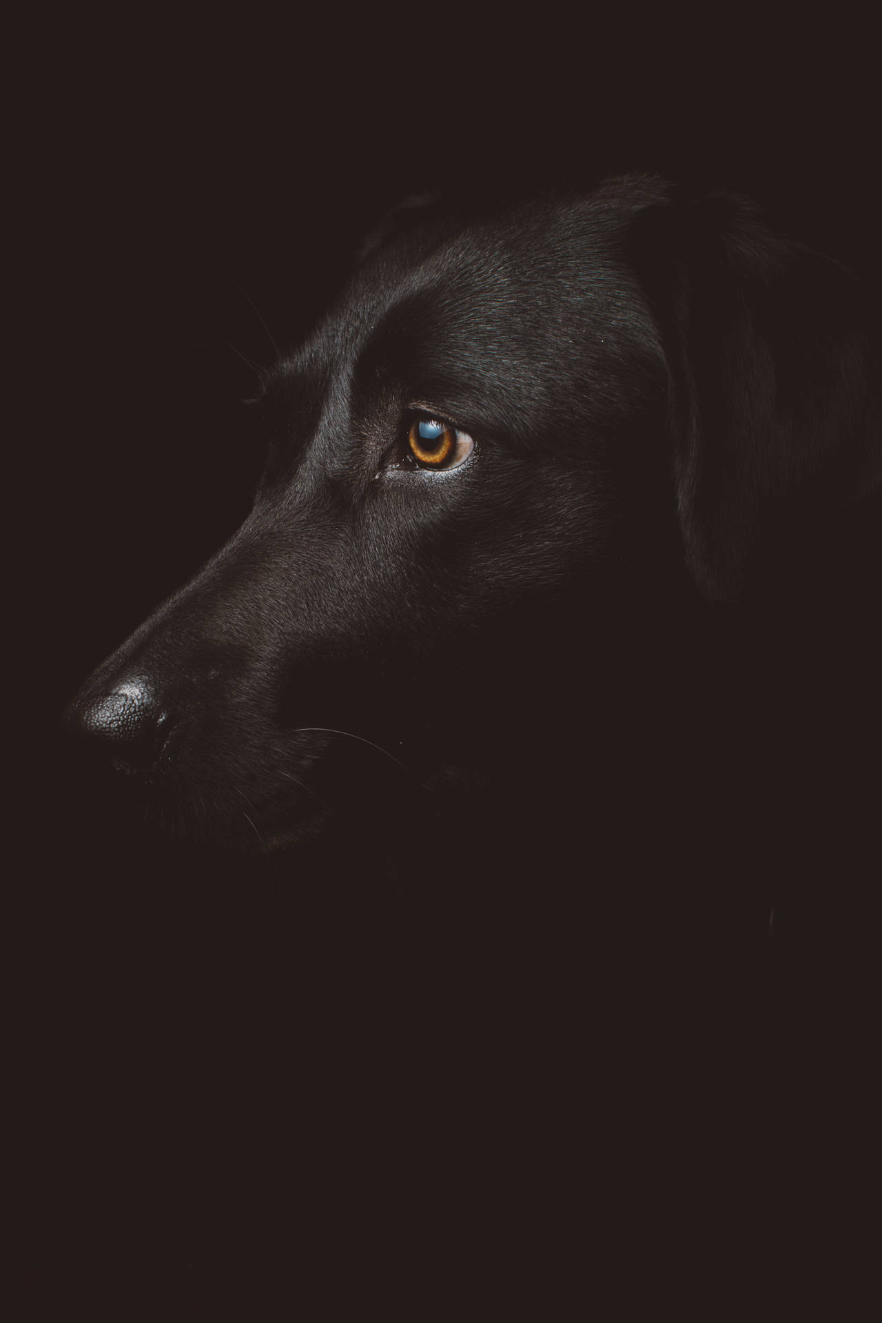 Black dog close-up photography wallpaper.