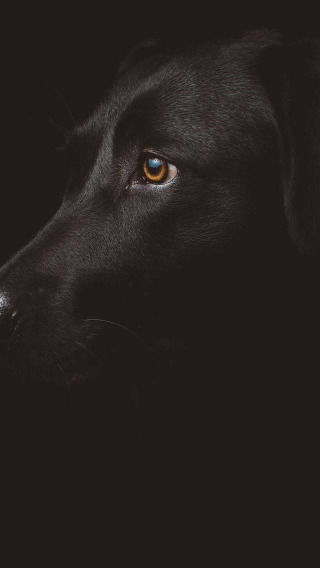 Black Dog Iphone Dark Wallpaper