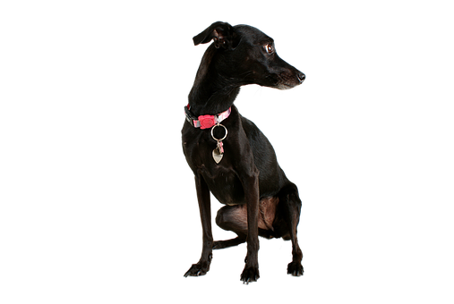 Black Dog Pink Collar Portrait PNG