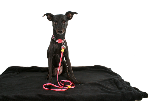 Black Dog Pink Leash Portrait PNG