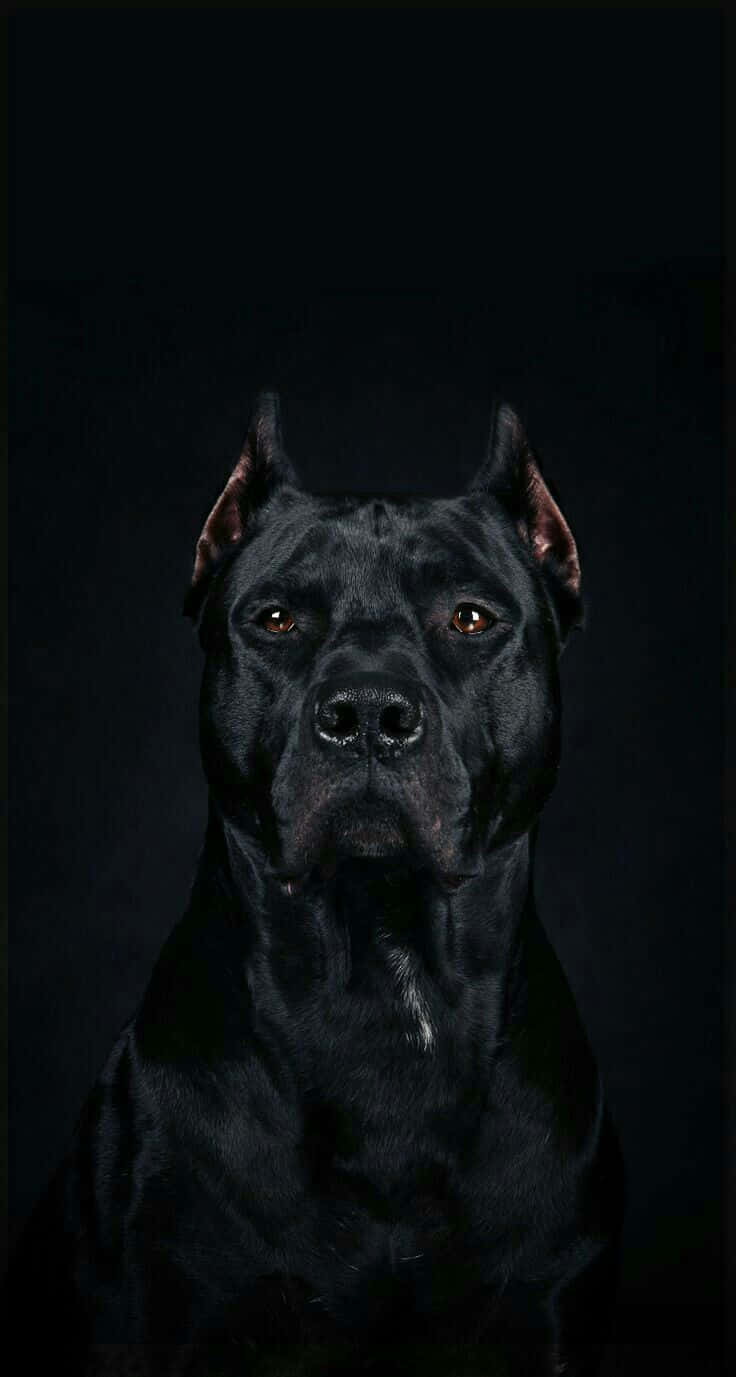 Black Dog Pitbull Portrait Wallpaper