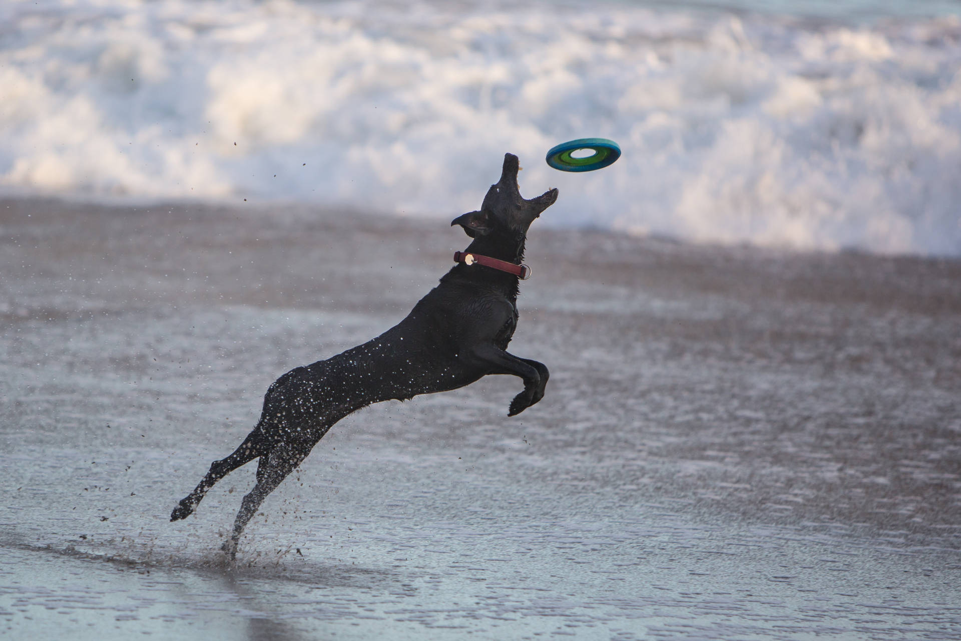 Svarthund Som Spelar Frisbee. Wallpaper
