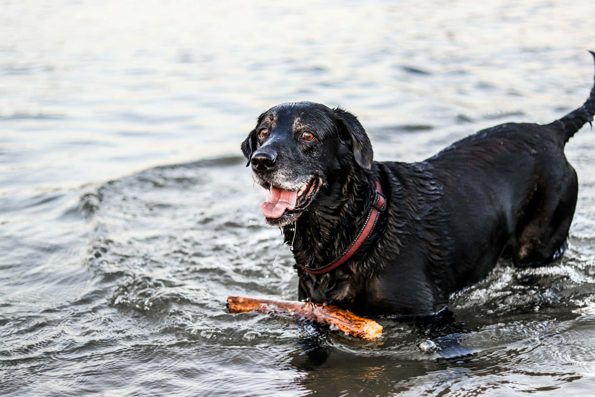 Zwarte Hond Speelt Met Stok In Water.jpg Achtergrond