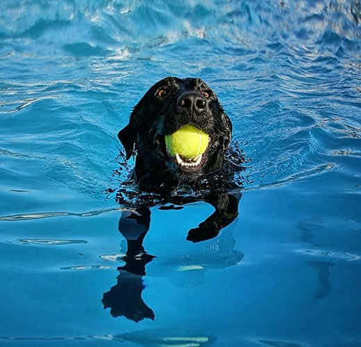 Black Dog Pool Water Wallpaper