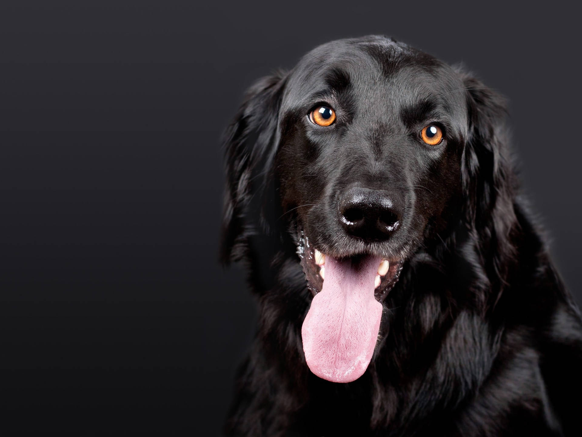 Black Dog Portrait Dark Background Wallpaper