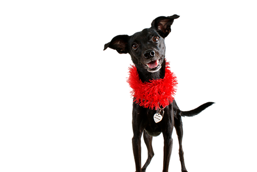 Black Dog Red Boa Black Background PNG