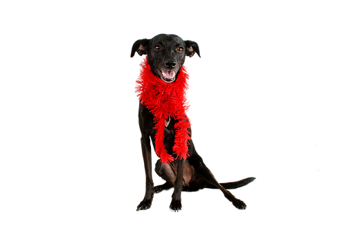 Black Dog Red Boa Black Background.jpg PNG