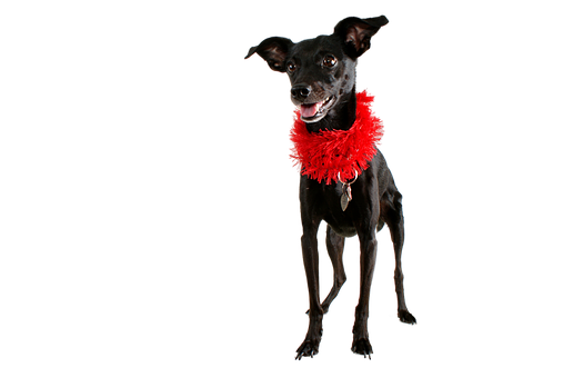 Black Dog Red Boa Black Background.jpg PNG