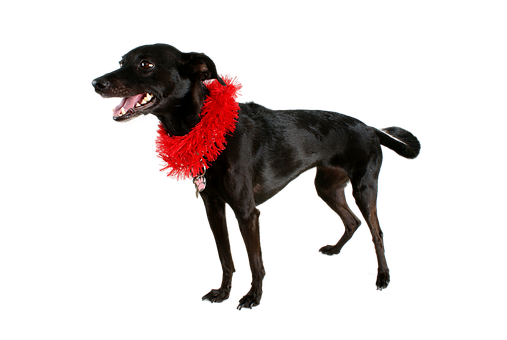 Black Dog Red Collaron Black Background.jpg PNG